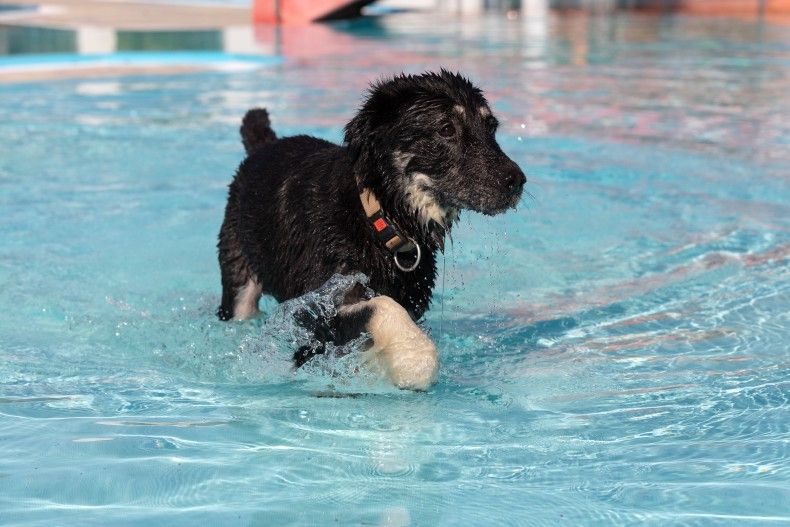 AA_Hundebadetage_040926.jpg